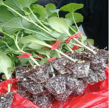 金湖嫁接博洋9甜瓜苗基地\灌云薄皮口感好吃甜瓜苗2024