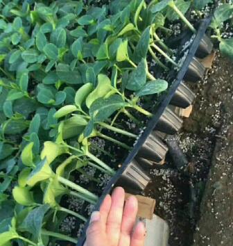 寧陽抗病性好油亮黃瓜苗\東平嫁接黃瓜苗基地直發