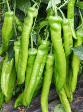 定西螺絲辣椒苗育苗廠家\蘭州批發大果辣椒苗