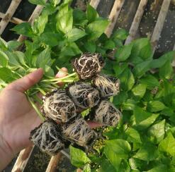 淳化螺絲椒苗\尖椒苗\渭南批發線椒苗育苗廠(2024)